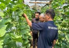 Wujud Pembinaan Produktif, Lapas Purwokerto dan Dinas Pertanian Rutin lakukan Monitoring Budidaya Melon