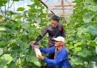 Langka Nyata menuju Panen Sukses, Perawatan Rutin Tanaman Buah Melon di Lapas Purwokerto