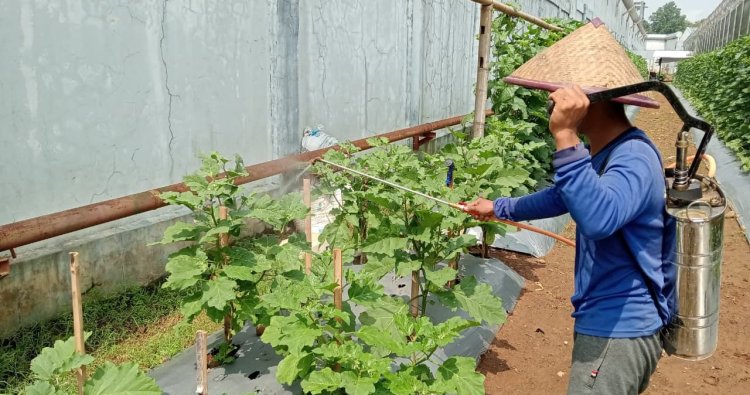 Rawat Tanaman, Tumbuhkan Kemandirian, Warga Binaan Lapas Kelas IIA Purwokerto lakukan Perawatan Tanaman Terong