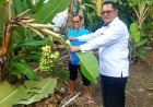 Bekal Usaha Mandiri: Klien Bapas Purwokerto Panen Pisang dan Kelola Maggot  di Rumah Harapan Kota Lama