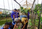 Pembinaan Kemandirian Terus Berjalan, Warga Binaan Lapas Purwokerto Ikuti Pelatihan Budidaya Melon Tahap 2