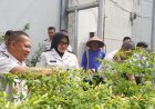 Panen Cabai Bersama Kakanwil, Lapas Kelas IIA Purwokerto Dukung Pembinaan Kemandirian Warga Binaan